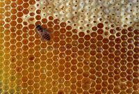 11 Tips & Cara Beternak Lebah Hingga Hasilkan Madu Yang Baik