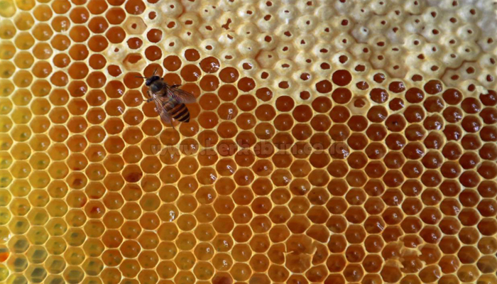 11 Tips & Cara Beternak Lebah Hingga Hasilkan Madu Yang Baik