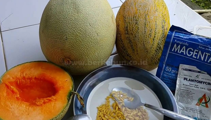 12 Cara Budidaya Melon Dengan Baik 100% Berhasil