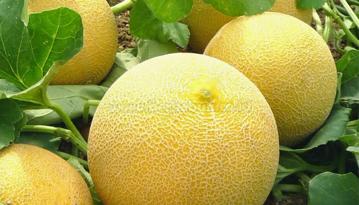 12 Cara Budidaya Melon Dengan Baik 100% Berhasil