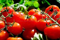 13 Cara Budidaya & Langkah Menanam Tomat Yang Benar