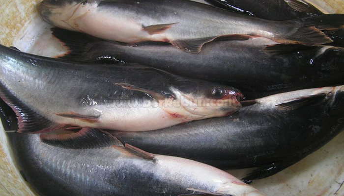 6 Cara Budidaya Ikan Patin Yang Benar Agar Hasil Melimpah