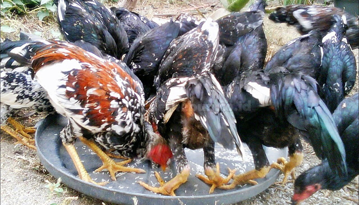 6 Cara Budidaya Ayam Kampung Bagi Pemula 100% Berhasil