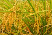 Cara Menanam Padi dengan Metode SRI (System of Rice Intensification)