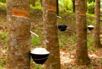 4 Cara Merawat Pohon Karet Agar Getahnya Banyak (Panduan Lengkap)