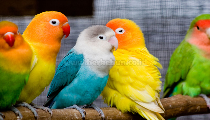 4 Cara Ternak Burung Lovebird Mulai Dari Nol (Panduan Lengkap)
