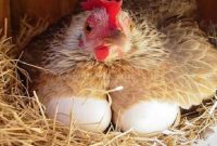 8 Cara Meningkatkan Produksi Telur Ayam kampung