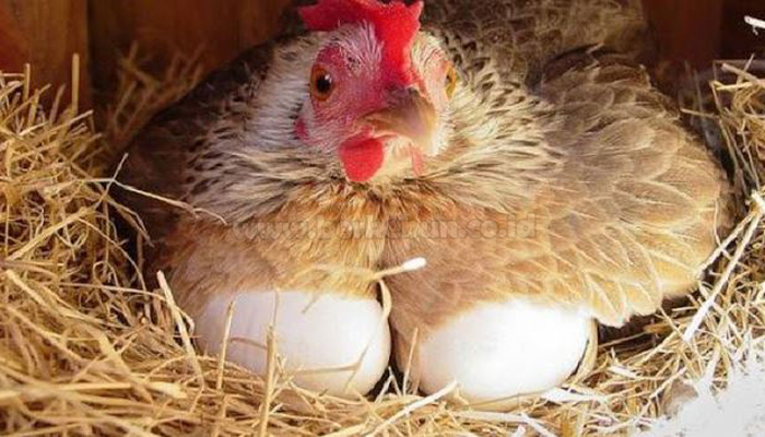 8 Cara Meningkatkan Produksi Telur Ayam kampung
