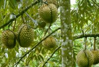 7 Cara Menanam Durian Montong Mudah & Cepat Berbuah