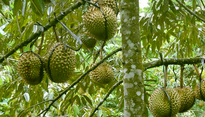  7 Cara Menanam Durian Montong Mudah & Cepat Berbuah