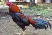 Cara Jitu Ternak Ayam Bangkok Agar Cepat Besar Dan Sehat
