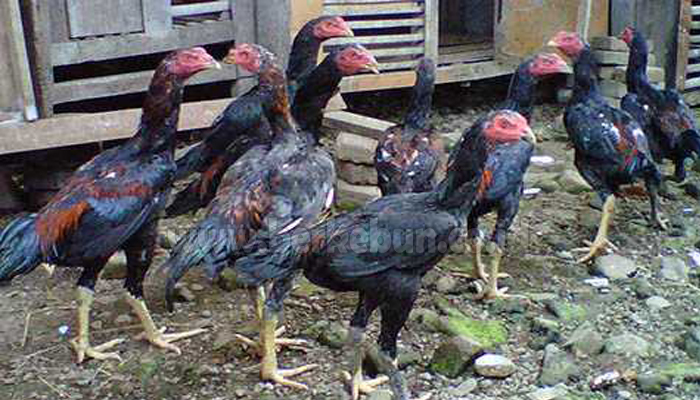 Cara Jitu Ternak Ayam Bangkok Agar Cepat Besar Dan Sehat