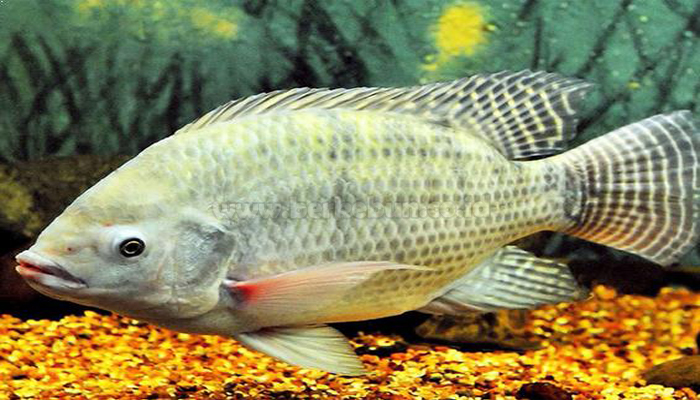 √ 5 Cara Budidaya Ikan Nila Bagi Pemula 100 % Berhasil