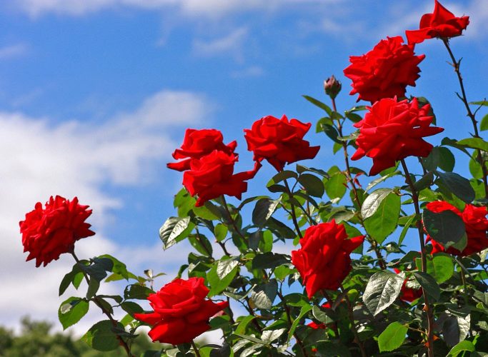 5 Cara Menanam Bunga Mawar Mudah (Panduan Lengkap)