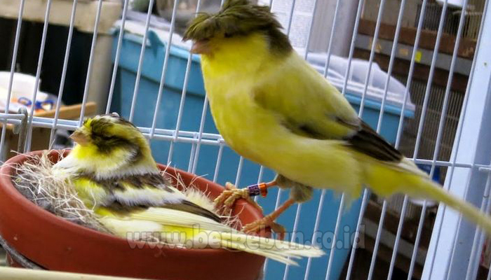 Cara Ternak Burung Kenari 100 Sukses Panduan Lengkap