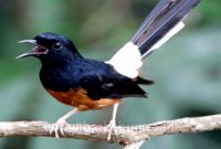Jenis Burung Kicau Di Indonesia (Bahas Lengkap)