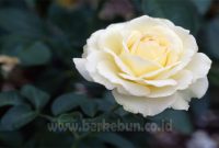 Cara Mudah Menanam Bunga Mawar Putih (Panduan Lengkap)