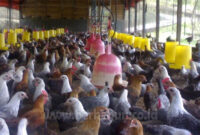 √ Ilmu Cara Ternak Ayam Pejantan Agar Berhasil (Panduan Lengkap)