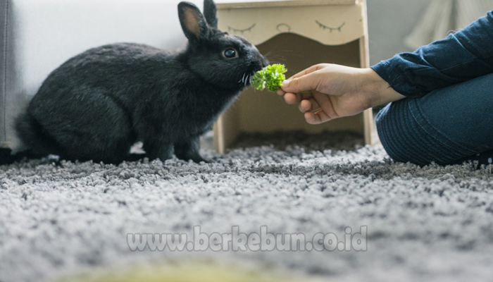 Ilmu Cara Merawat Kelinci Yang Baik Penjelasan Lengkap