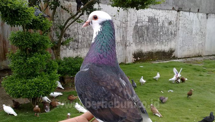 Tanda Burung Merpati Yang Cerdas Dan Berkualitas