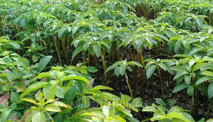 Cara Menanam Alpukat Agar Cepat Berbuah (Panduan Lengkap)