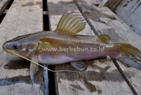 Budidaya Ikan Baung : Persiapan Kolam, Penebaran Benih dan Pemeliharaanya
