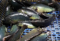 Budidaya Ikan Betok : Persiapan Kolam, Pembibitan, Pemanenan dan Panduan Sukses Budidaya