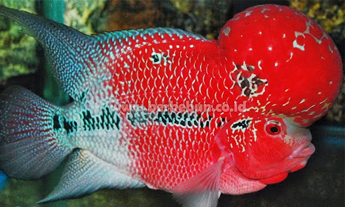 Budidaya Ikan Louhan : Pemilihan Induk, Pemijahan, Pemeliharaan dan Pemanenan