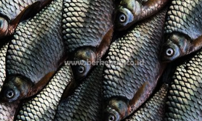 Budidaya Ikan Nilem : Pemilihan Induk, Pemijahan, Pemeliharaan dan Pemanenan