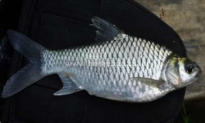 Budidaya Ikan Tawes : Pemilihan Induk, Penetasan Telur, dan Pemeliharaan dalam Kolam Pembesaran