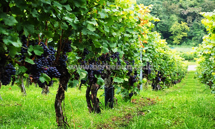 Cara Berkebun Anggur : Pembibitan, Penanaman, Pemeliharaan dan Pemanenan