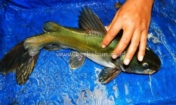 Cara Memijahkan Ikan Baung : Seleksi Induk, Pematangan Gonad dan Penyuntikan Hormon