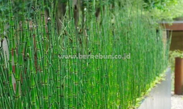Cara Menanam Bambu Air : Prosedur, Pengolahan Dan Perawatan