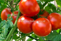 Cara Menanam Tomat : Pembibitan, Alat, Perawatan Dan Proses Panen