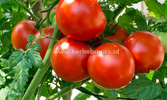 Cara Menanam Tomat : Pembibitan, Alat, Perawatan Dan Proses Panen