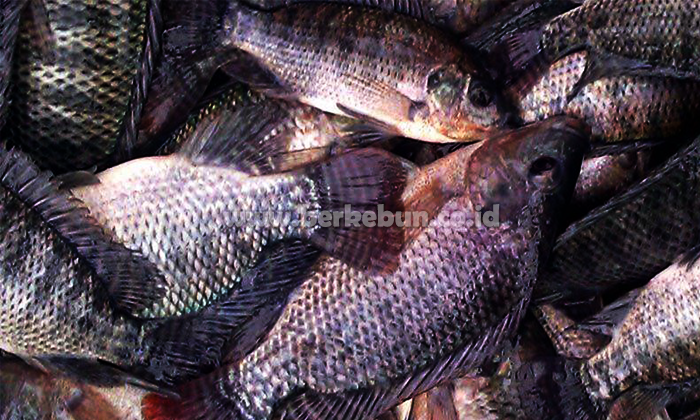Cara Pembudidayaan Ikan Nila : Persiapan Kolam, Pembenihan, Perawatan dan Proses Panen