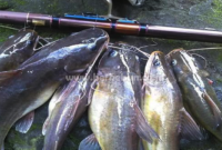 Umpan Ikan Baung : 6 Umpan Jitu Memancing dan Cara Membuatnya