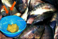 Umpan Ikan Nila : 9 Jenis Umpan Jitu Yang Biasa di Gunakan Memancing