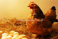 Cara Mempercepat Ayam Bertelur : Trik Mudah Ayam Kampung dan Ayam Petelur1