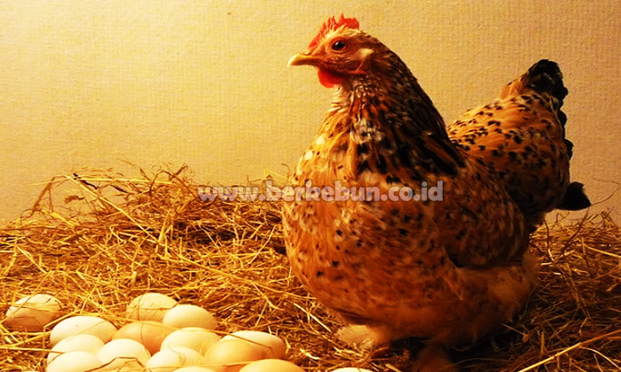 Cara Mempercepat Ayam Bertelur : Trik Mudah Ayam Kampung dan Ayam Petelur1