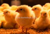 Cara Ternak Anak Ayam Baru Menetas Agar Tidak Cepat Mati (Panduan Lengkap)