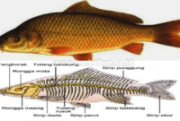 Karakteristik Ikan Mas : Sejarah, Ciri Morfologi, Jenis, Klasifikasi dan Fakta Unik