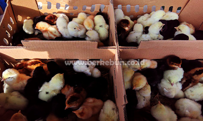 Pakan DOC Kampung : Panduan Pakan Terbaik dan Efektif Untuk Ayam Kampung Kecil