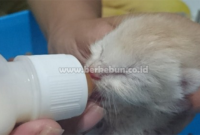 Cara Merawat Kucing Baru Lahir