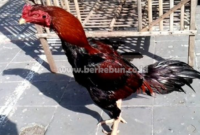 Cara Merawat Ayam Bangkok