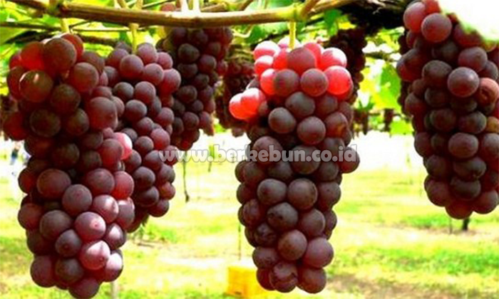 Cara Merawat Pohon Anggur