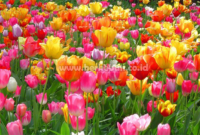 Bunga Tulip Di Indonesia