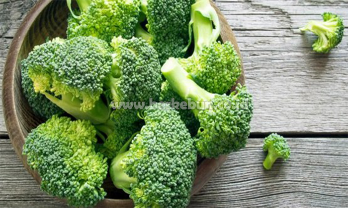 Cara Membuat Bibit Brokoli