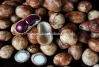 Manfaat Kacang Bogor