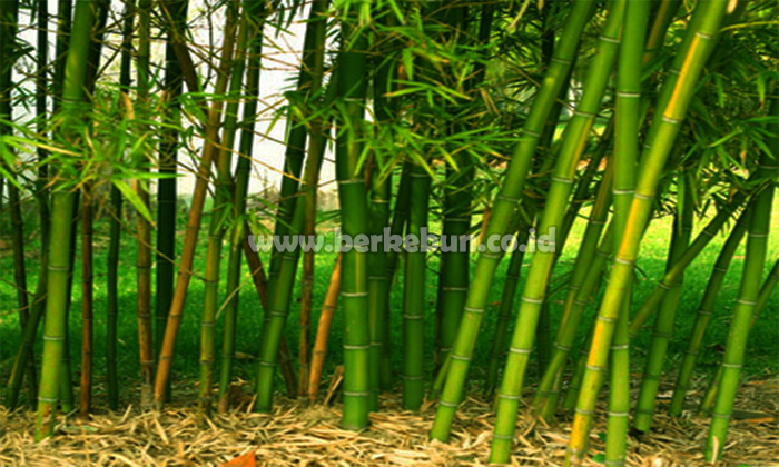 Cara Menanam Bambu Tepat dan Mudah